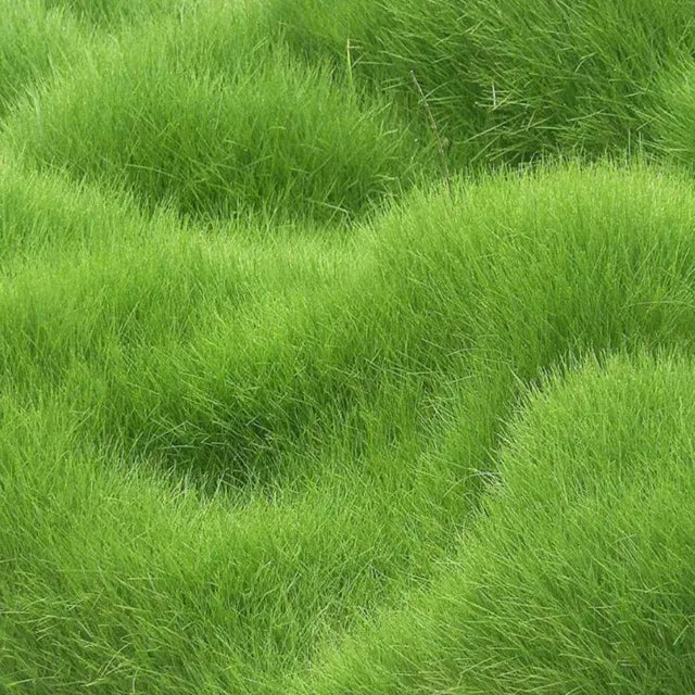The Curvia™ Evergreen Hybrid Dwarf Grass Seeds