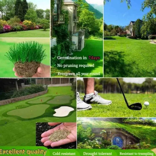 The Curvia™ Evergreen Hybrid Dwarf Grass Seeds